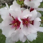 Flor del Almendro
