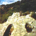 Murta