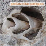 Fosil playa amoladeras
