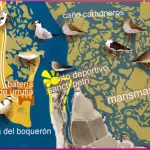 Ruta Ornitológica Poblado de Sancti Petri (Chiclana de la Frontera)