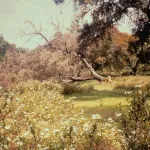 El Pedroso - Arroyo de las Cañas