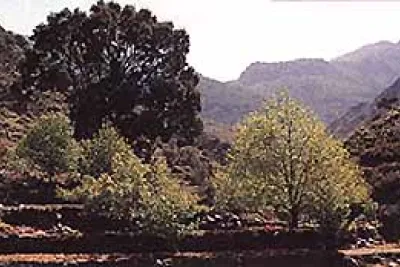 arboleda