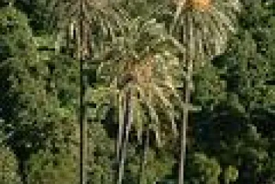 Palmeras