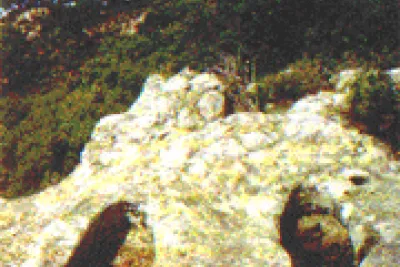Murta