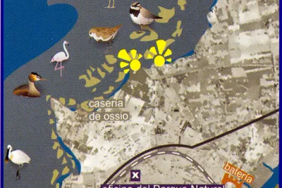 Ruta Ornitológica Playa de la Casería (San Fernando)