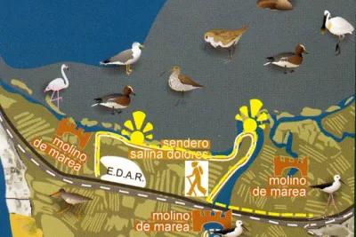 Ruta Ornitológica Salina Dolores (Cádiz)