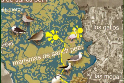 Ruta Ornitológica Carboneras (Chiclana de la Frontera)