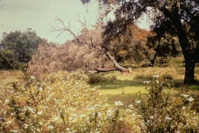 El Pedroso - Arroyo de las Cañas