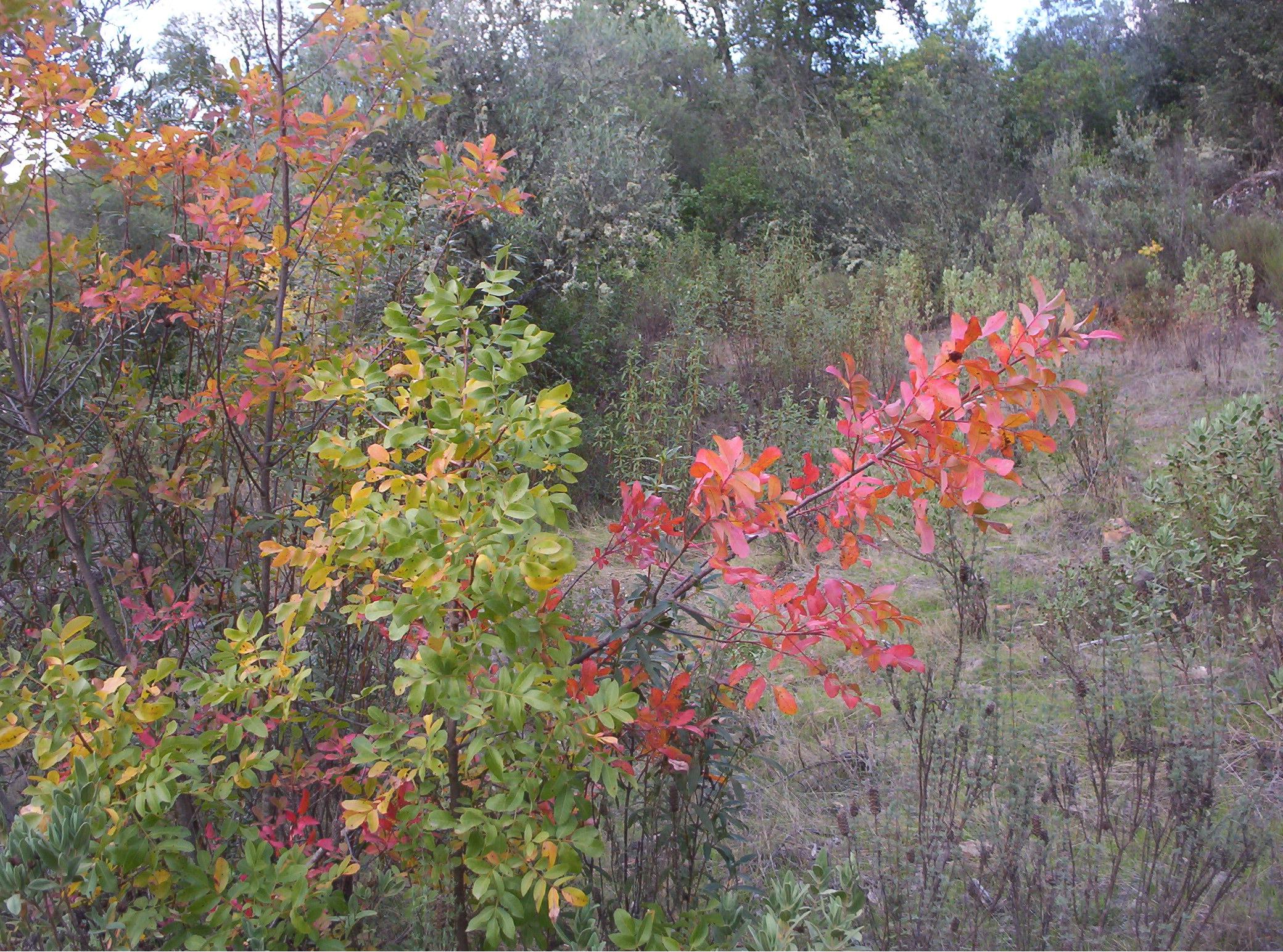 Paisaje                                   Navas de la Concepción
