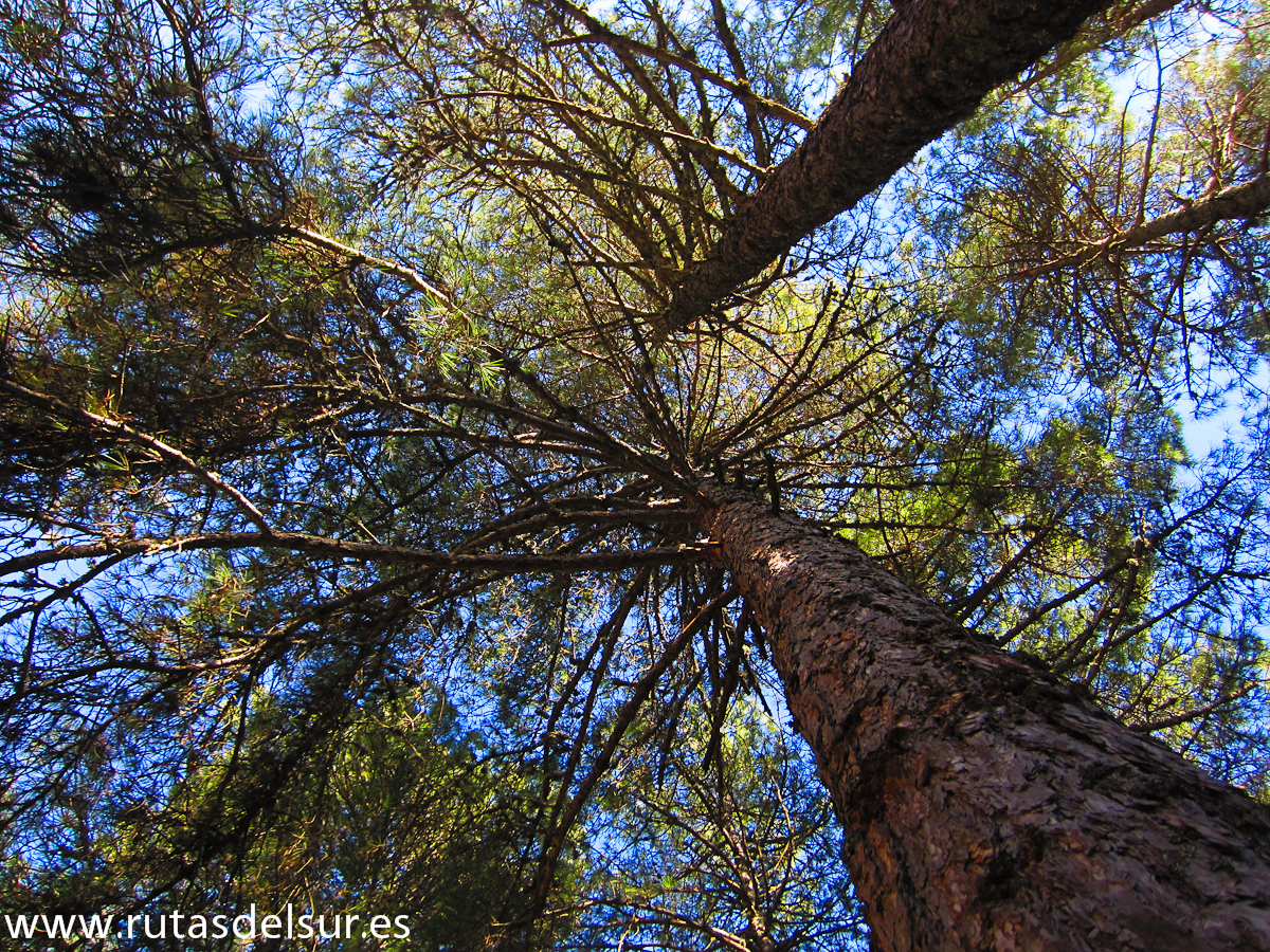 Ruta Cumbre Navalperal