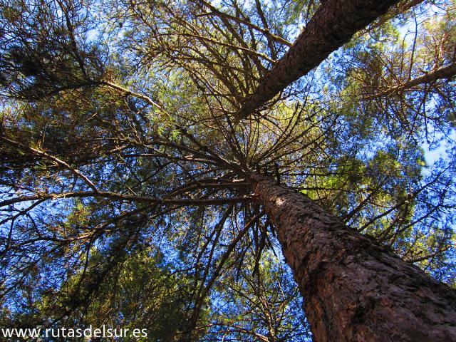 Ruta Cumbre Navalperal