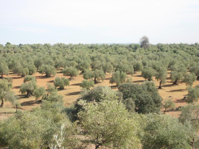 Montoro