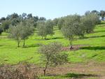 Montoro