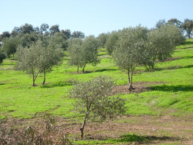 Montoro