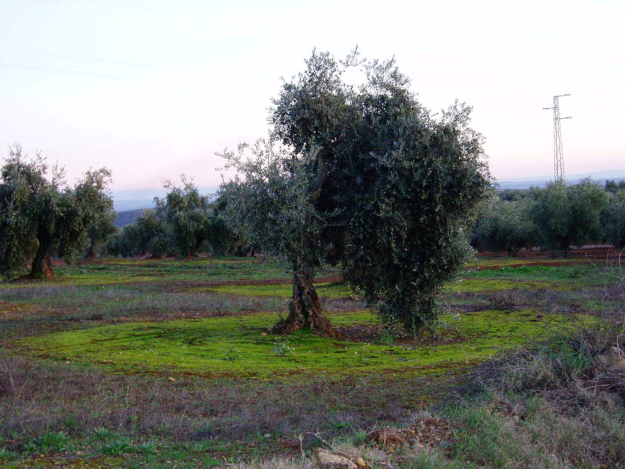 Montoro