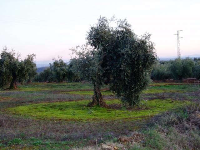 Montoro