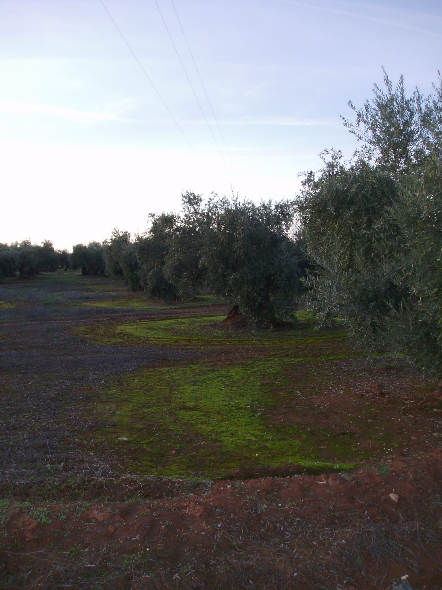 Montoro