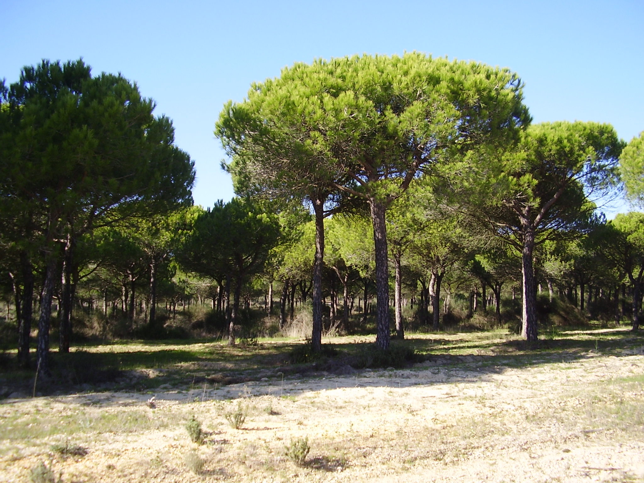 Doñana