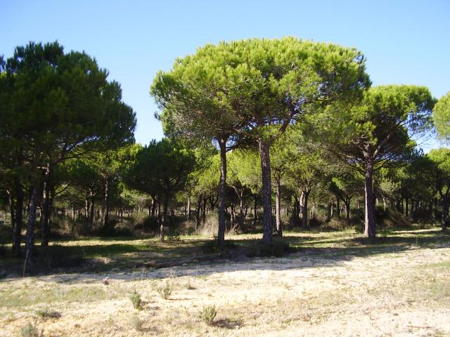 Doñana