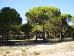 Doñana