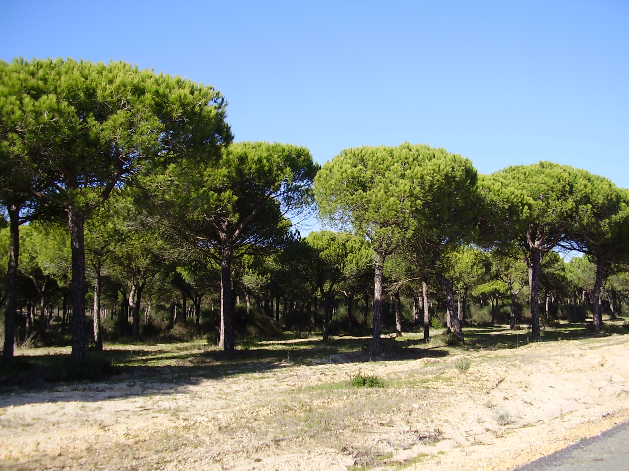 Doñana