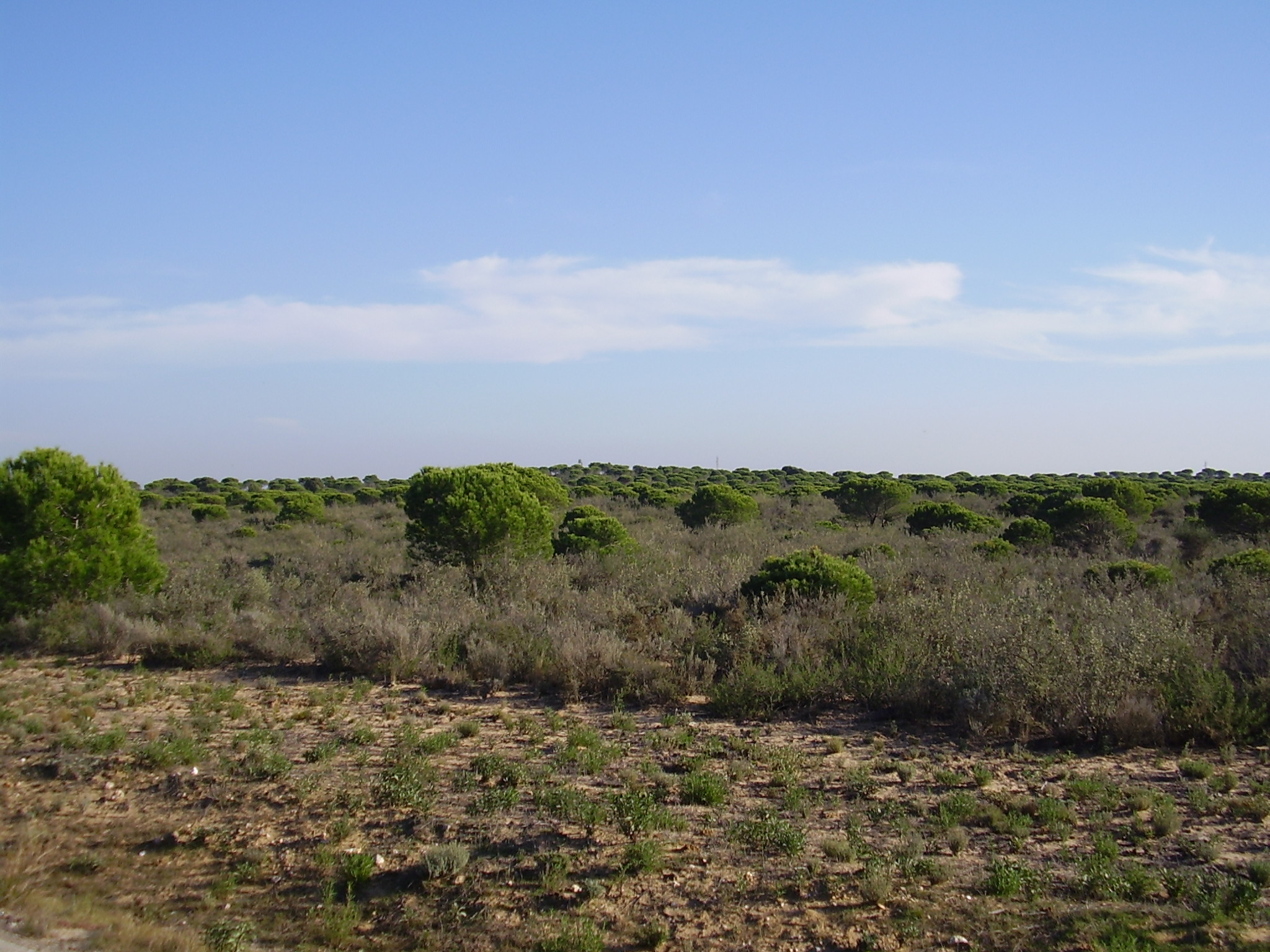 Doñana
