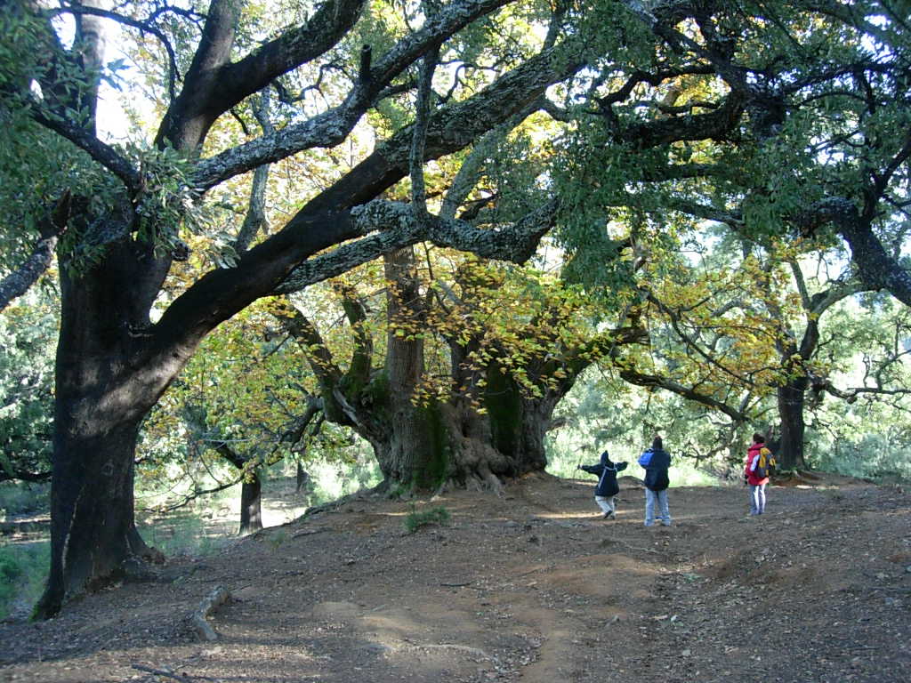 Castaño Santo