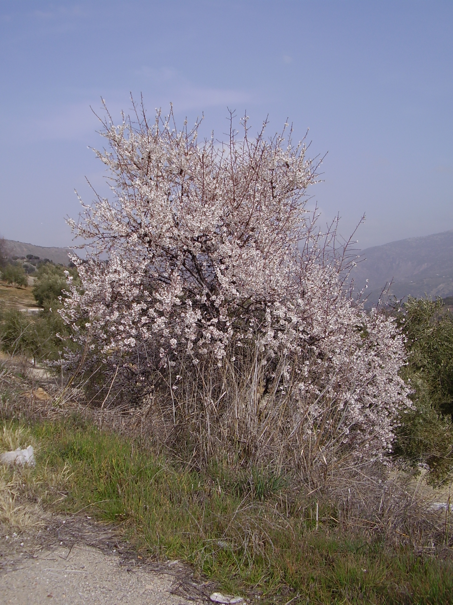 Almendro