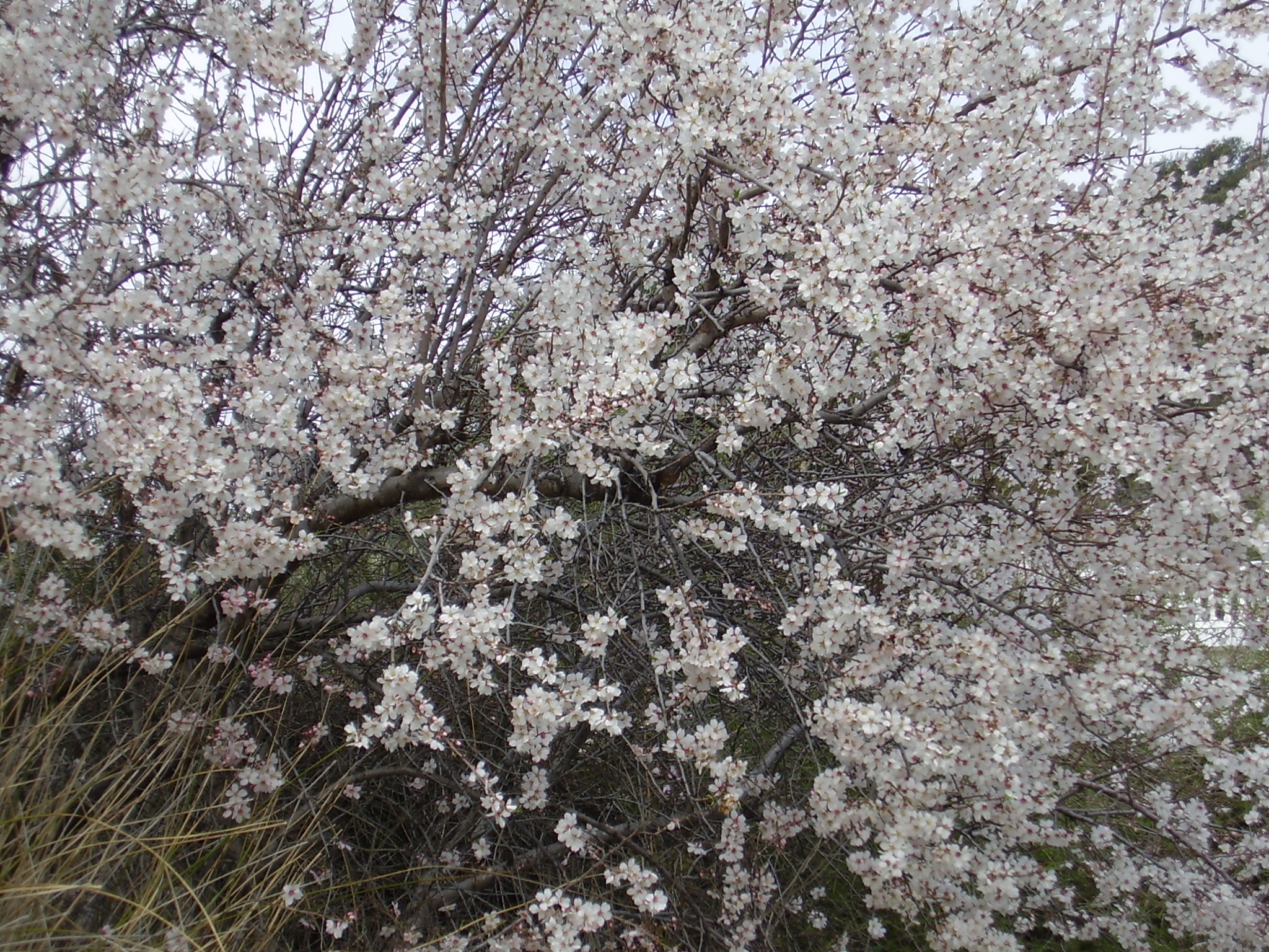 Almendro
