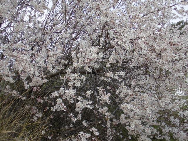 Almendro