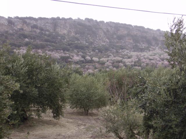Olivos y Almendros