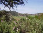 Olvera