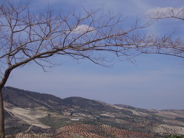 Olvera