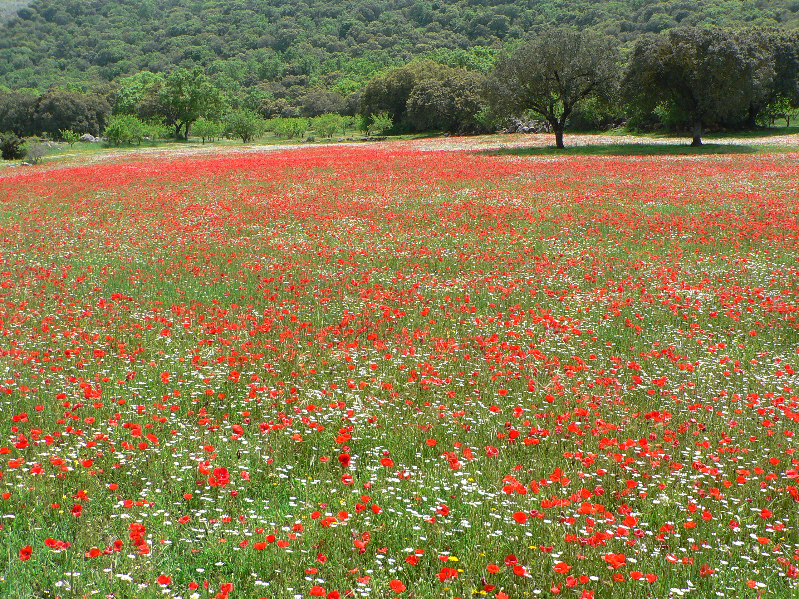 AMAPOLAS   Y DEMAS FLORECILLAS