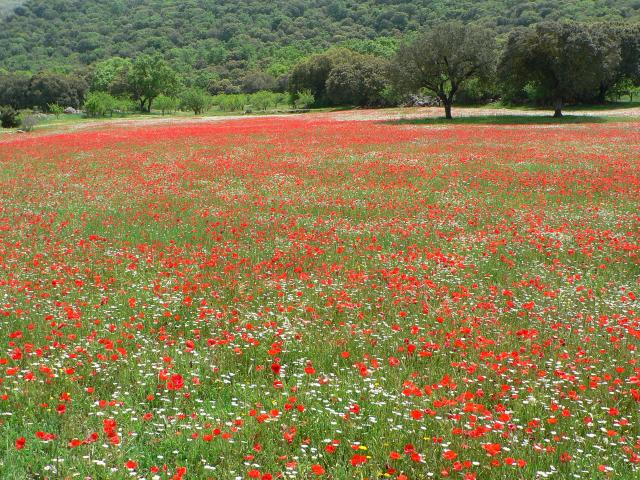 AMAPOLAS   Y DEMAS FLORECILLAS