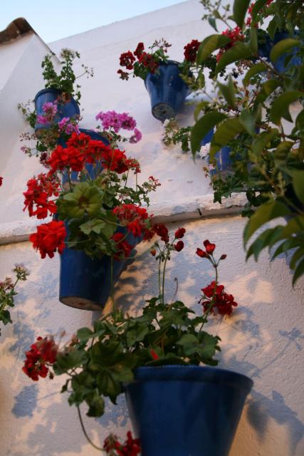 Cruz de Mayo C/ Queso