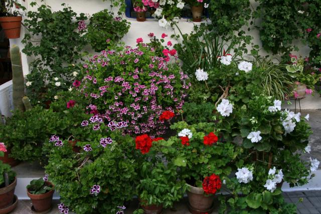 Concurso de Partios Cordobeses 2008