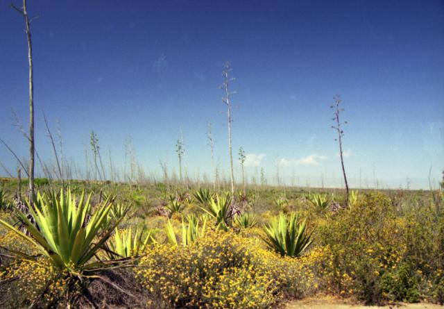 Cabo de Gata