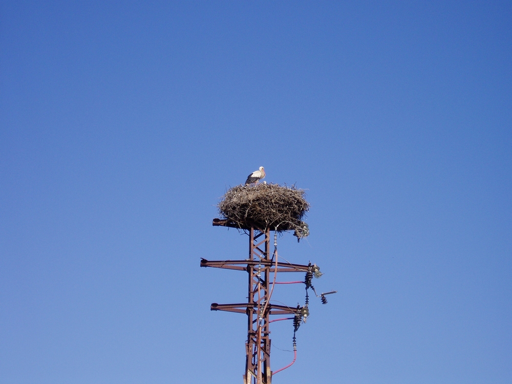 Cigueñas en Huelva