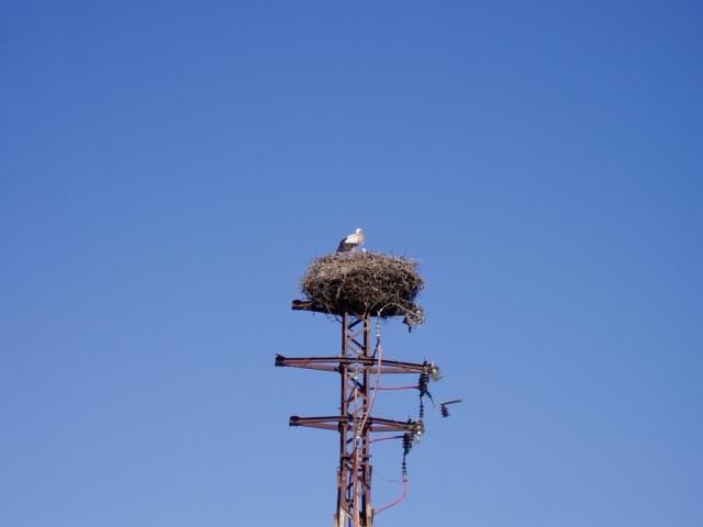 Cigueñas en Huelva