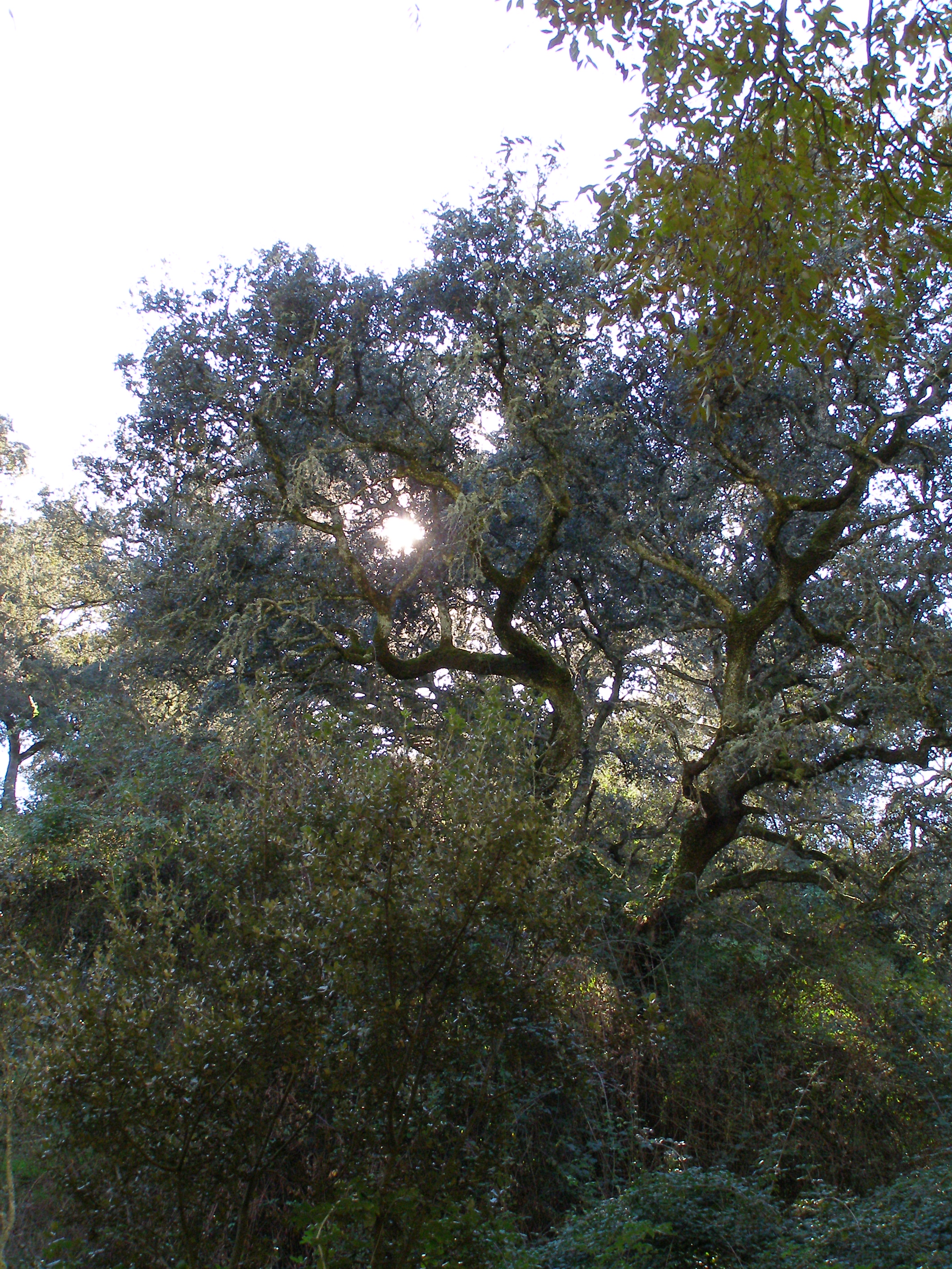Quercus