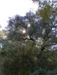 Quercus