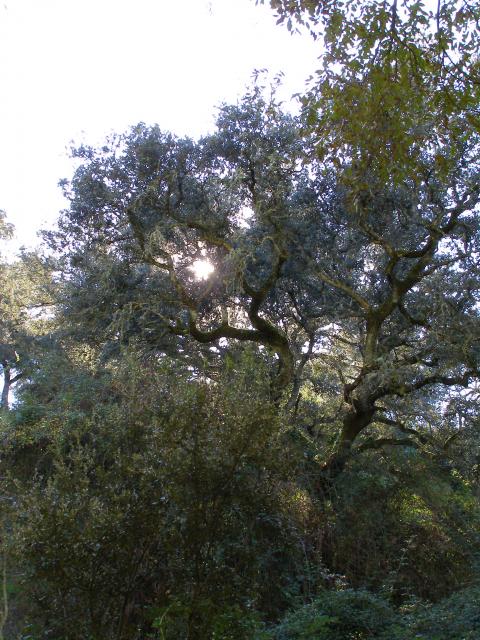 Quercus