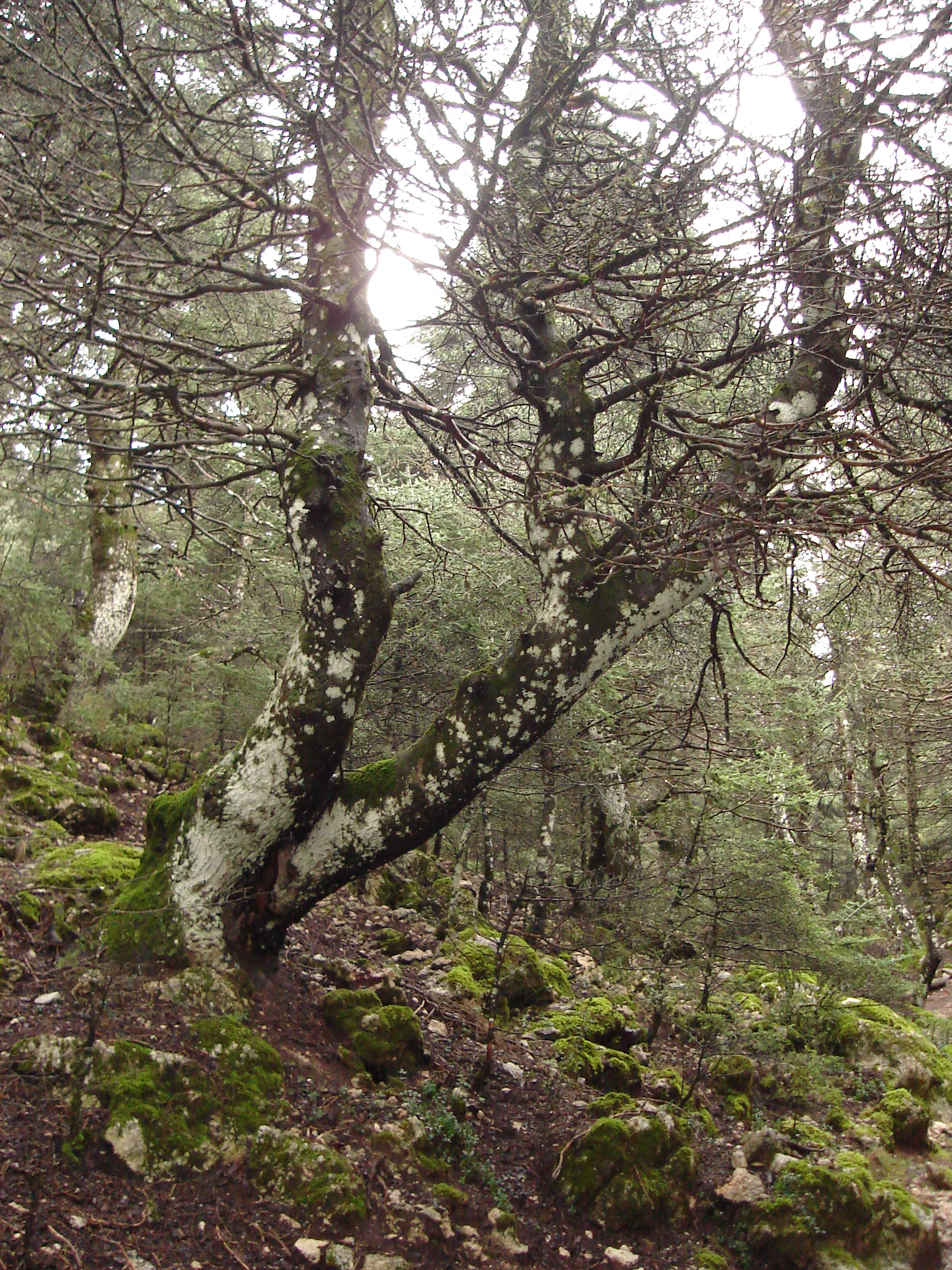 Dentro del bosque hay una gran umedad
