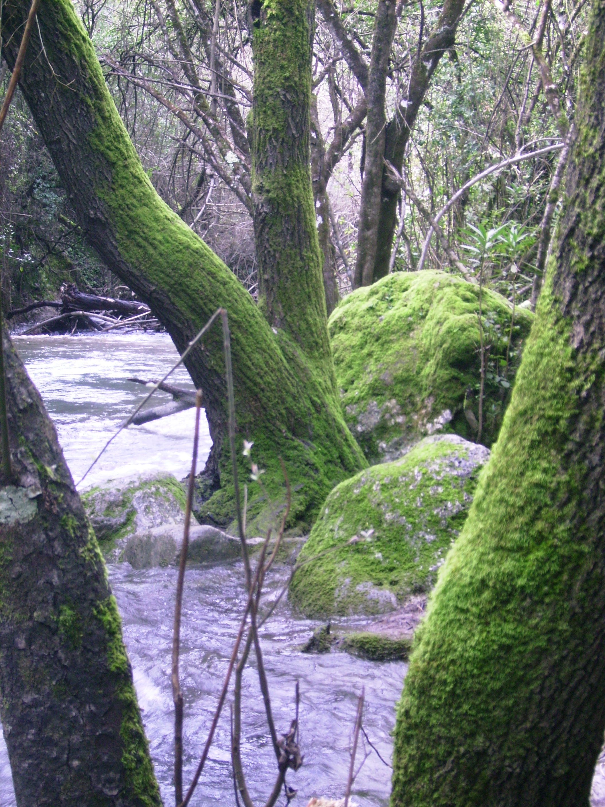 Rio Majaceite 5
