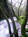 Rio Majaceite 6