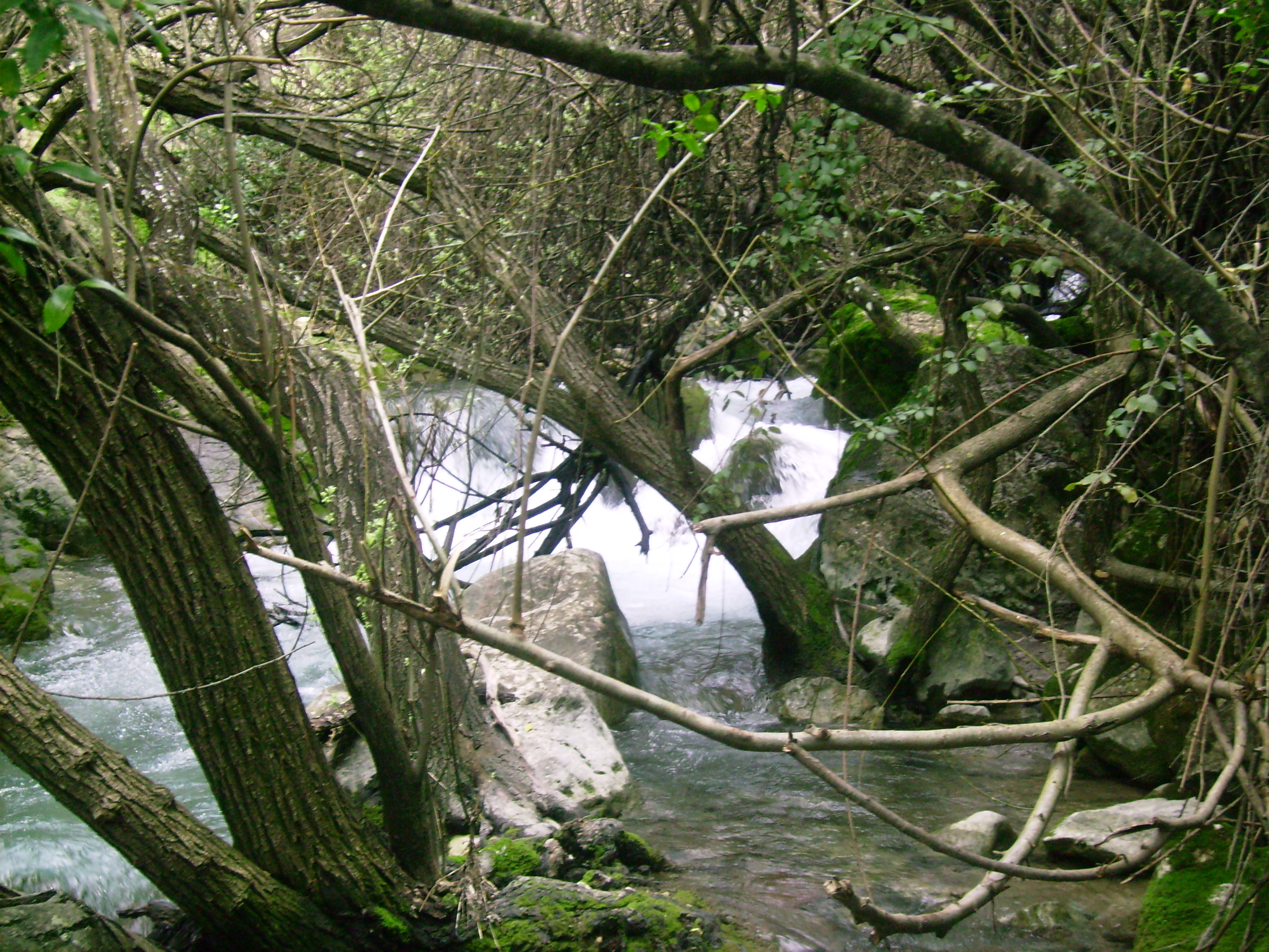 Rio Majaceite 7