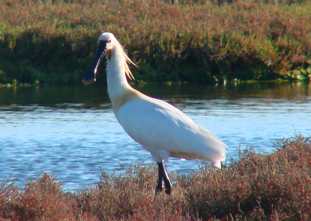 Espátula