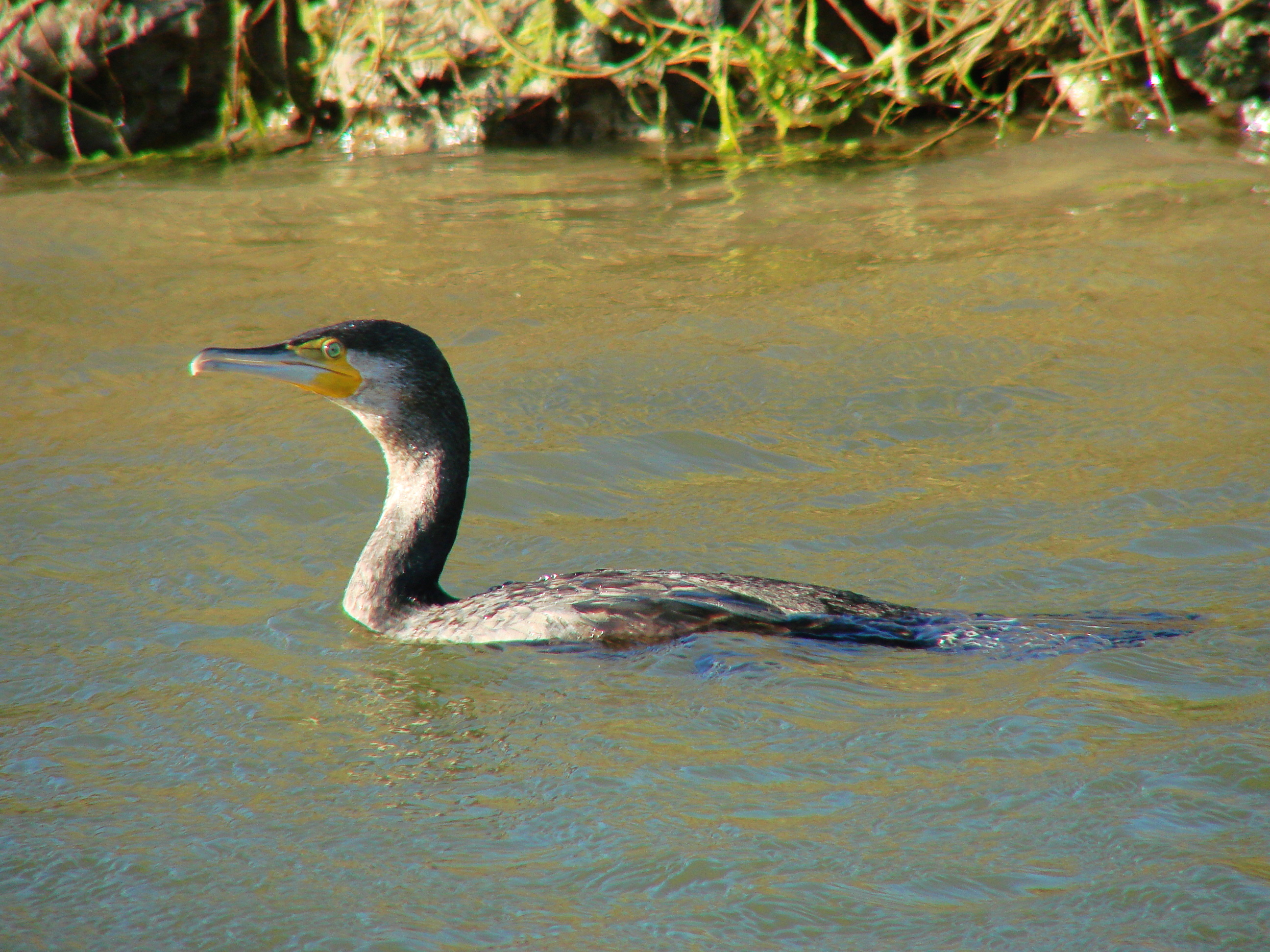 Cormorán