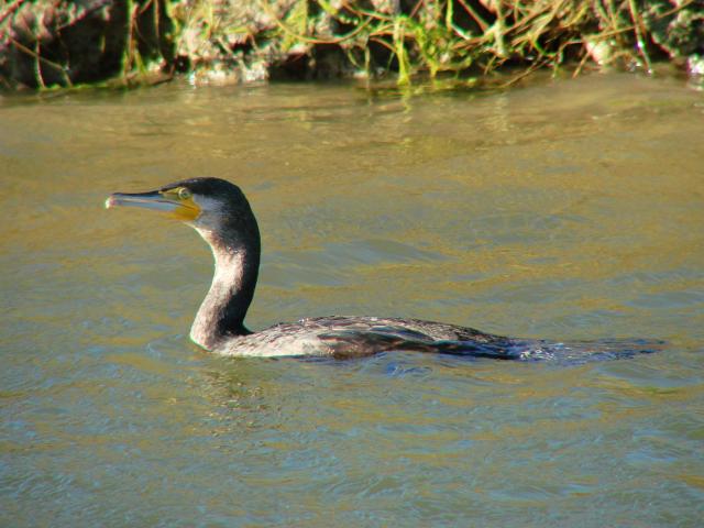 Cormorán